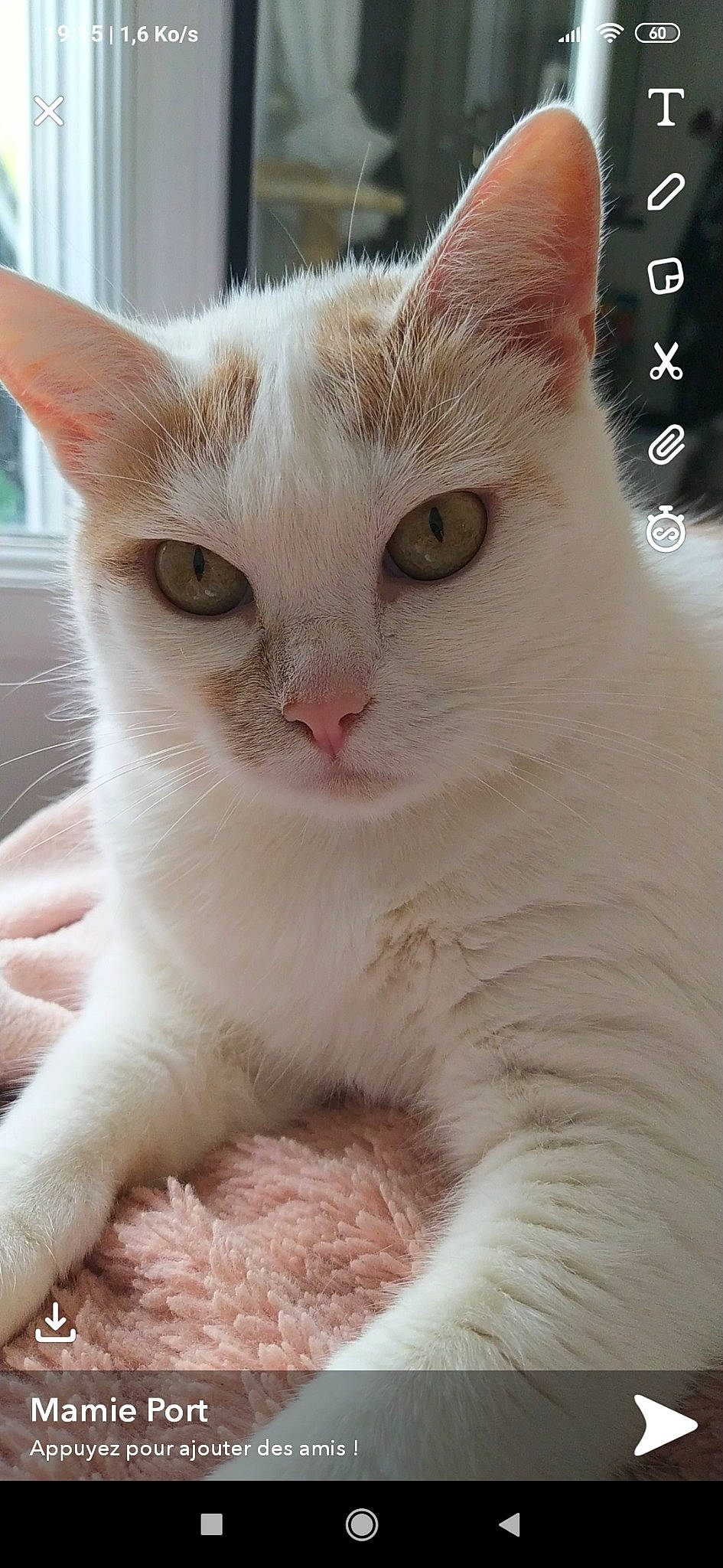 Roxi a rejoint le concours — aidez-le/la à gagner de superbes lots ! aegean_cat, arabian_mau, asian, burmilla, carnivore, cat, colorpoint_shorthair, domestic_short_haired_cat, eye, fawn, felidae, german_rex, javanese, khao_manee, mammal, small_to_medium_sized_cats, turkish_angora, turkish_van, vertebrate, whiskers