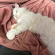 Chopper a rejoint le concours — aidez-le/la à gagner de superbes lots ! animal, blanket, cat, comfort, cozy, cute, feline, fluffy, fur, home, indoor, nap, paw, pet, pink_blanket, relaxed, resting, sleeping, soft_texture, white_cat