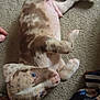 Ace joined the competition — help win amazing prizes! puppy, dog, carpet, blue_eyes, speckled_coat, lying_down, playful, pet, domestic_animal, fur, cute, young_dog, indoor, animal, canine, resting, looking_up, colorful_fabric, pattern, cozy