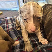 Ace is registered to the contest to win money with this photo: puppy, dog, pet, indoor, blanket, plaid, young, cute, animal, fur, paw, snout, closeup, domestic, baby, playful, brown, white, spots, canine