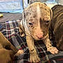 puppy, dog, pet, indoor, blanket, plaid, young, cute, animal, fur, paw, snout, closeup, domestic, baby, playful, brown, white, spots, canine