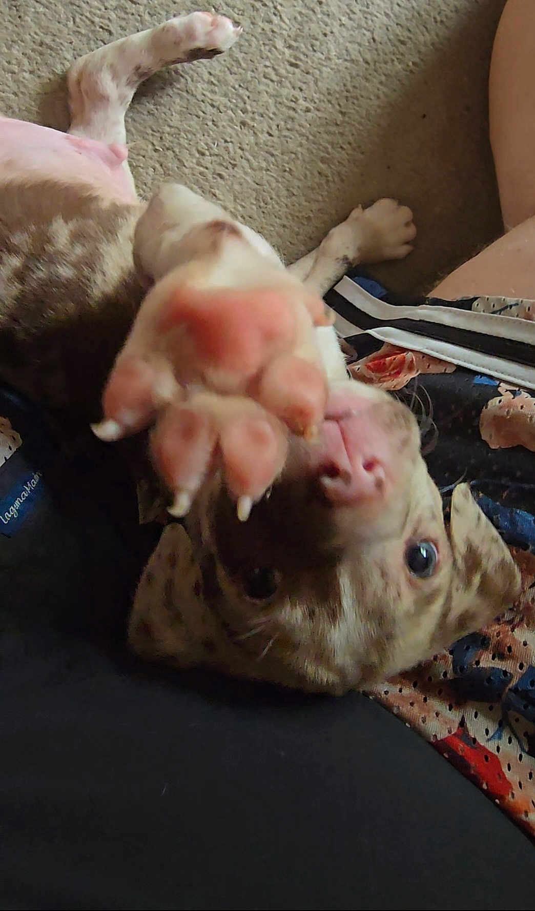 Ace joined the competition — help win amazing prizes! dog, paw, close_up, carpet, playful, nose, pet, animal, fur, claw, indoor, reaching, curious, lying_down, background, fabric, colorful, cute, canine, blurred