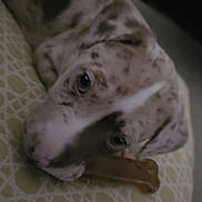 Ace joined the competition — help win amazing prizes! animal, background_blur, bone, closeup, companion, cozy, cushion, cute, dog, domestic, fur, indoor, laying, patterned, pet, puppy, resting, sleepy, spots, young
