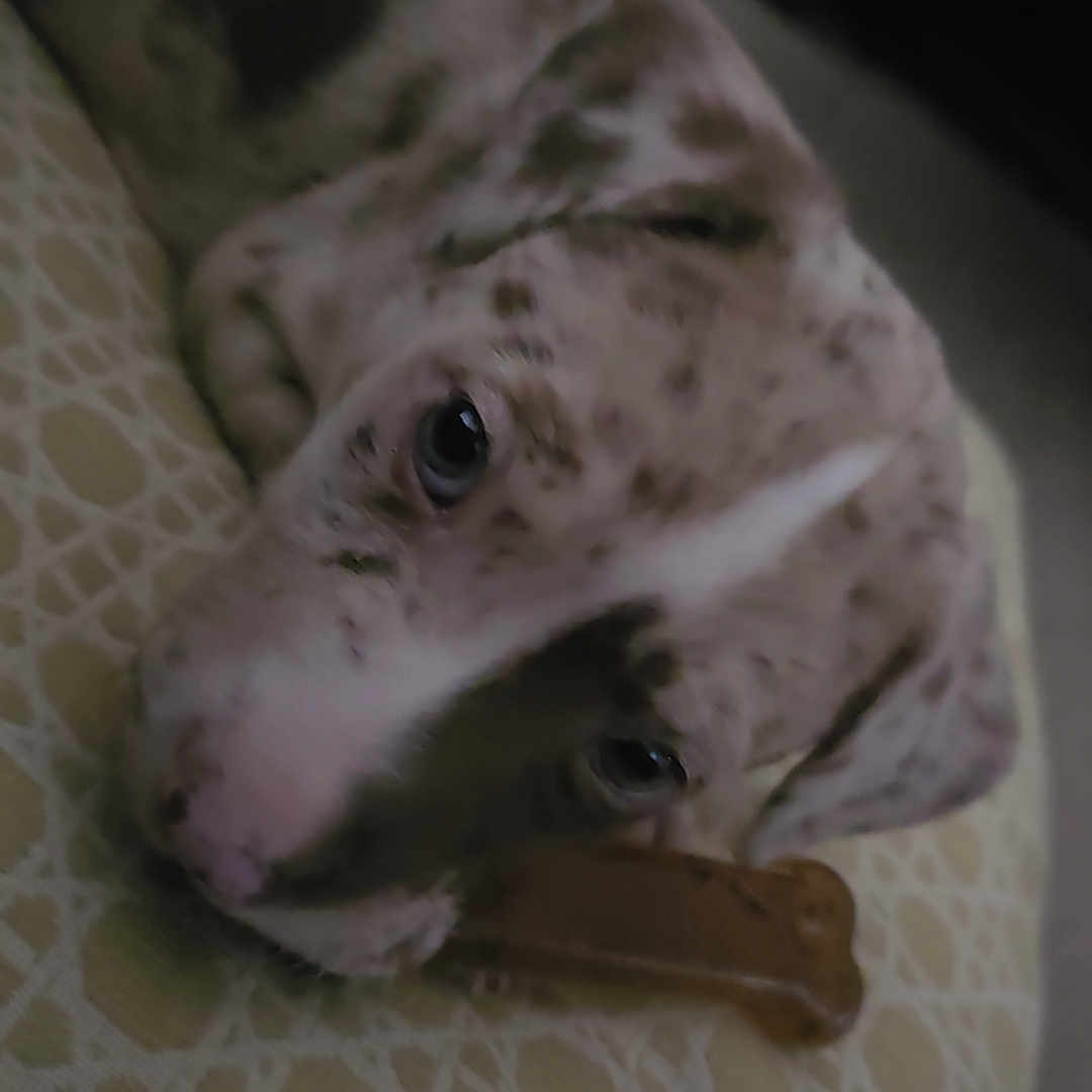 Ace joined the competition — help win amazing prizes! animal, background_blur, bone, closeup, companion, cozy, cushion, cute, dog, domestic, fur, indoor, laying, patterned, pet, puppy, resting, sleepy, spots, young