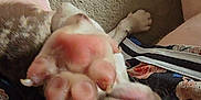 Ace joined the competition — help win amazing prizes! puppy, dog, paw, carpet, person, clothing, floral_pattern, striped_pattern, pet, cute, indoor, playful, closeup, animal, canine, fur, nose, pink_paw, resting, looking_up