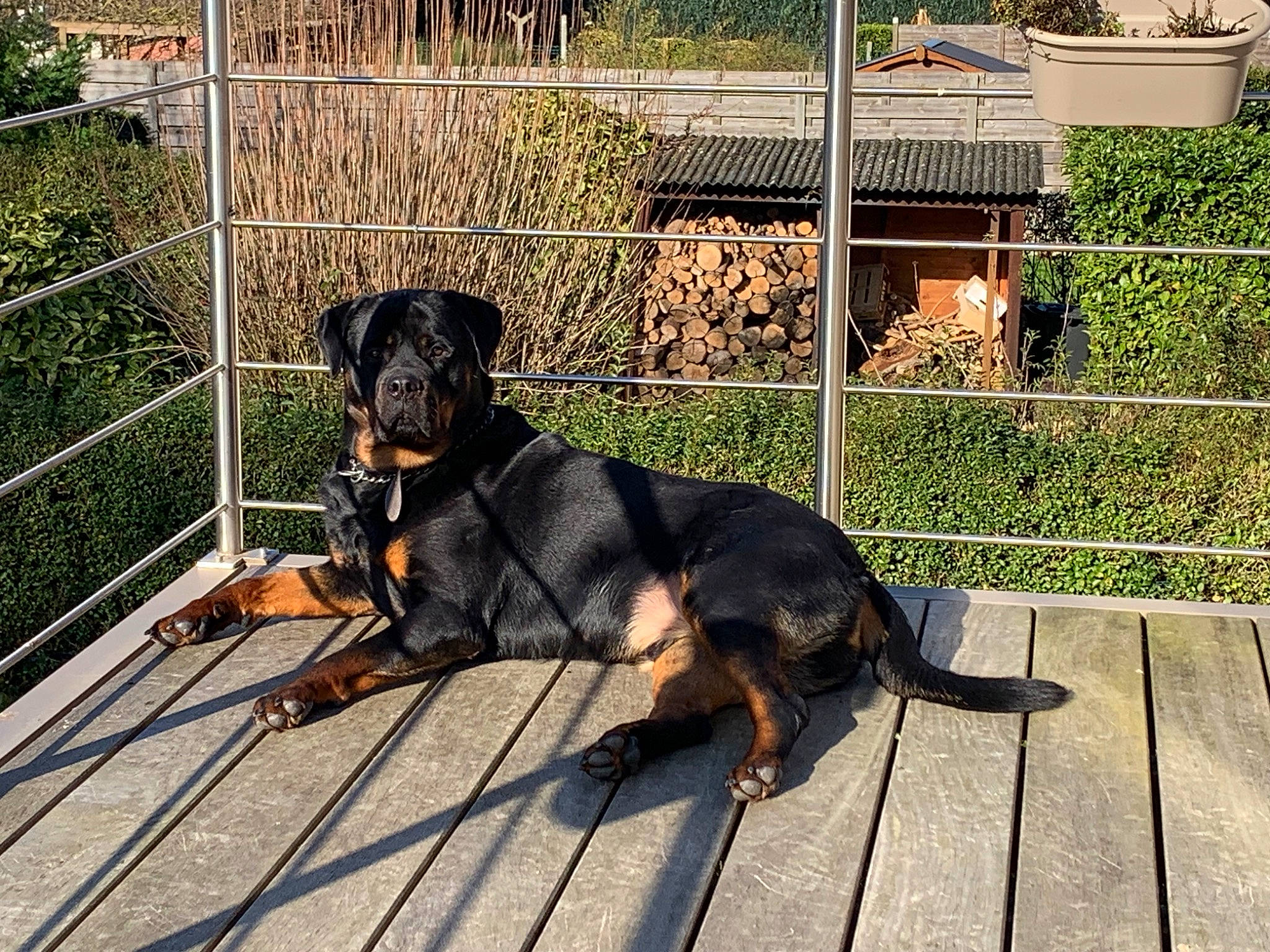 Enzo participe au concours pour gagner de l'argent avec cette photo : austrian_black_and_tan_hound, carnivore, collar, companion_dog, dog, dog_breed, dog_supply, fence, fender, grass, guard_dog, home_fencing, hound, hunting_dog, mesh, montenegrin_mountain_hound, pet_supply, plant, working_animal, working_dog