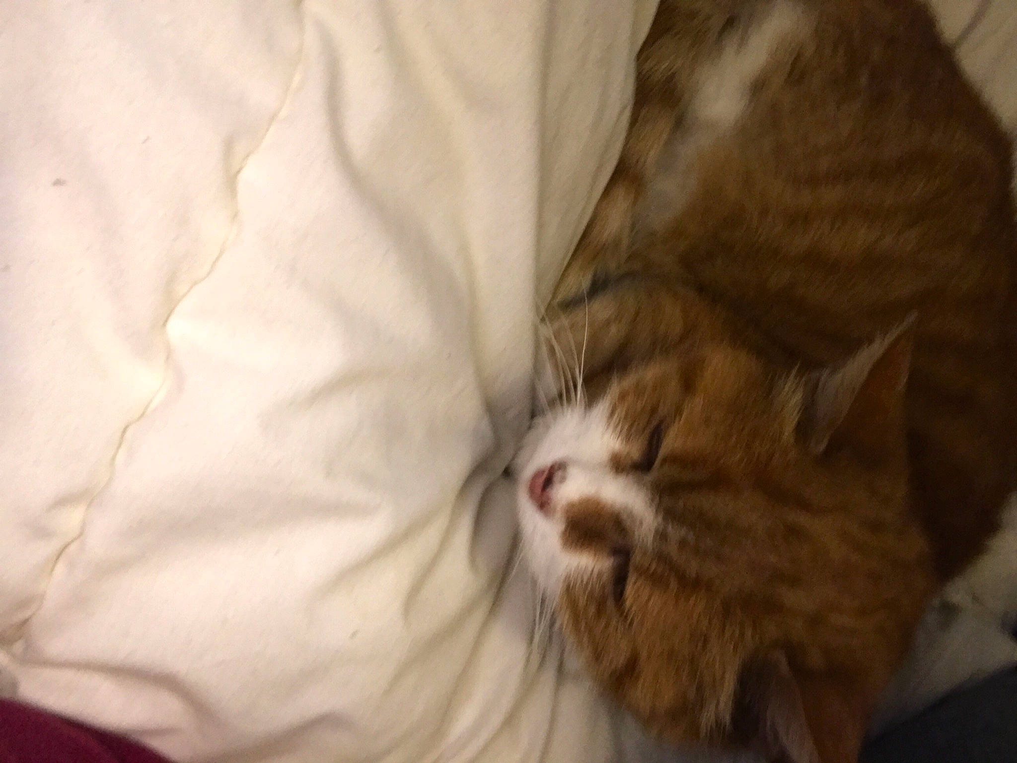 Maou participe au concours pour gagner de l'argent avec cette photo : carnivore, cat, claw, comfort, domestic_short_haired_cat, felidae, fur, linens, small_to_medium_sized_cats, snout, tail, terrestrial_animal, whiskers