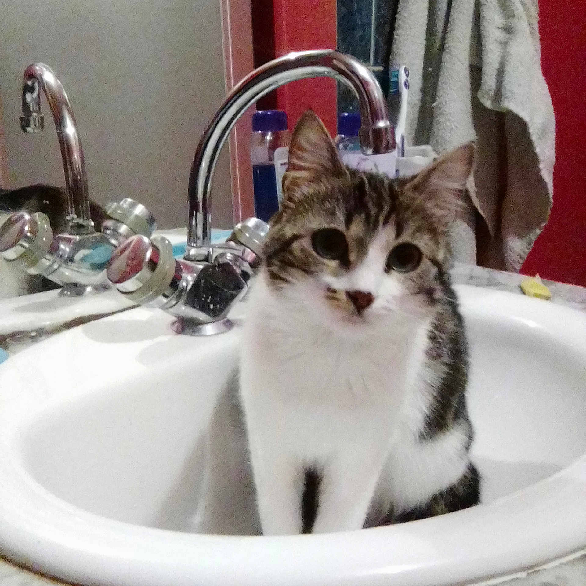 Minette