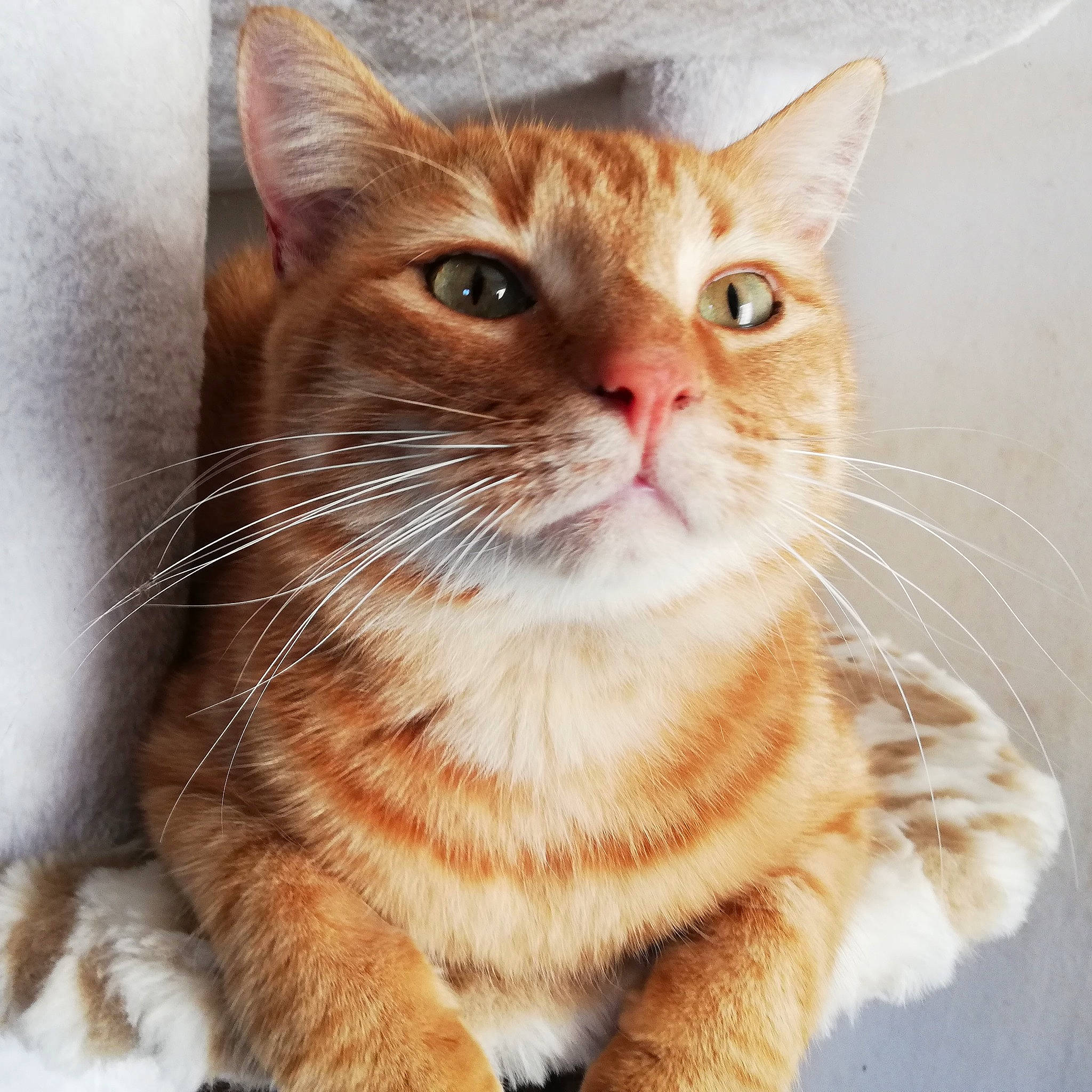 Timon a rejoint le concours — aidez-le/la à gagner de superbes lots ! aegean_cat, american_shorthair, american_wirehair, arabian_mau, asian, australian_mist, carnivore, cat, domestic_short_haired_cat, european_shorthair, fawn, felidae, kitten, mammal, polydactyl_cat, small_to_medium_sized_cats, snout, tabby_cat, vertebrate, whiskers