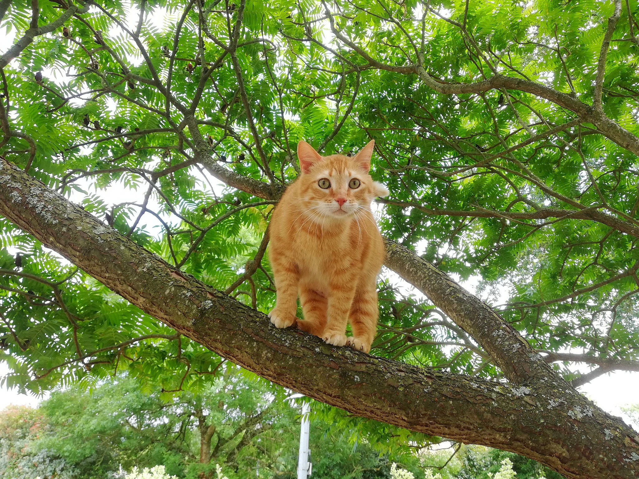 Timon participe au concours pour gagner de l'argent avec cette photo : branch, carnivore, cat, domestic_short_haired_cat, european_shorthair, fawn, felidae, organism, plant, plant_stem, small_to_medium_sized_cats, tree, trunk, whiskers, wild_cat, wildlife