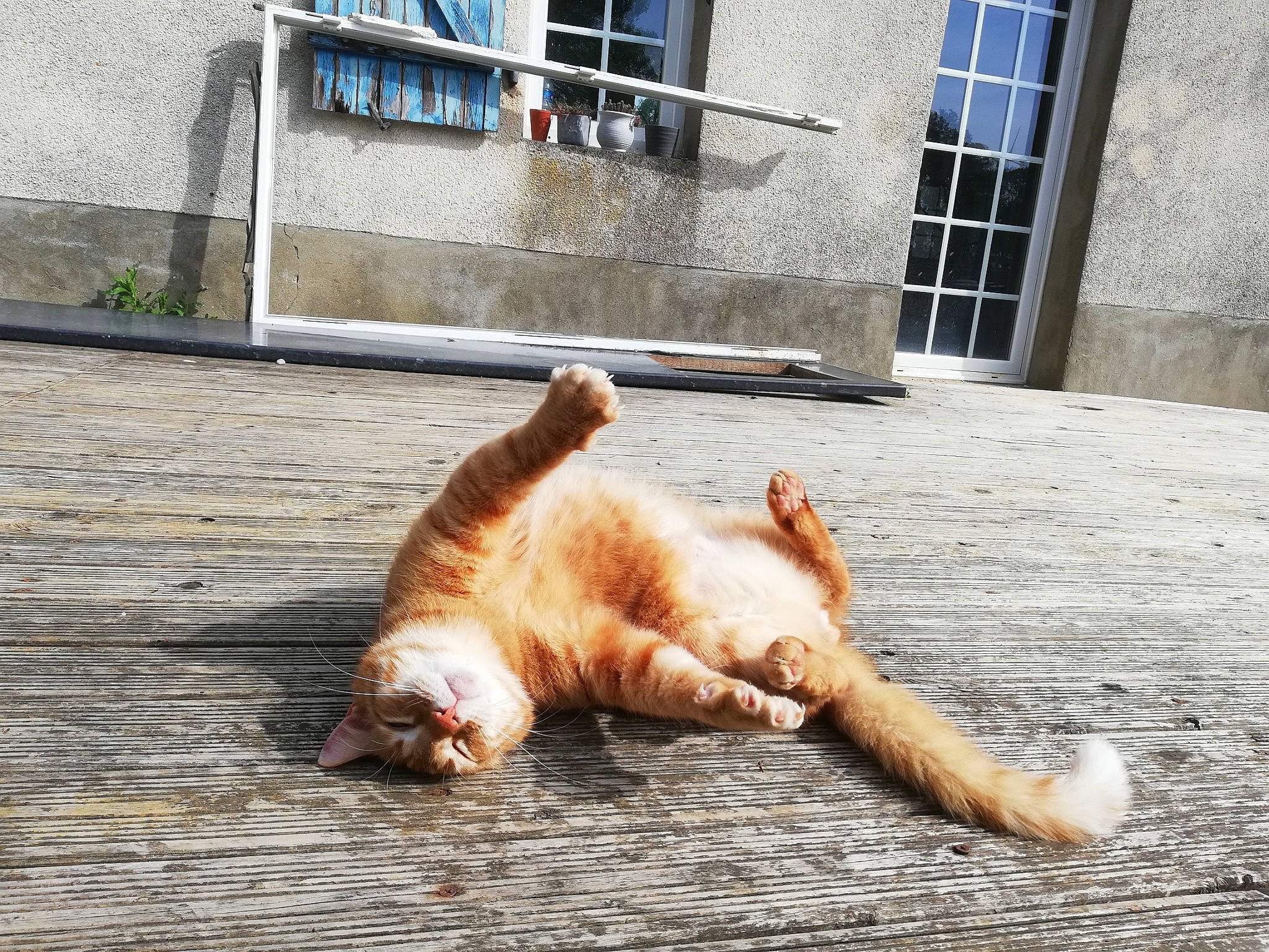 Timon a rejoint le concours — aidez-le/la à gagner de superbes lots ! aegean_cat, carnivore, cat, claw, european_shorthair, fawn, felidae, floor, hand, iron, leg, polydactyl_cat, road, sand, small_to_medium_sized_cats, snapshot, tabby_cat, tail, vacation, whiskers