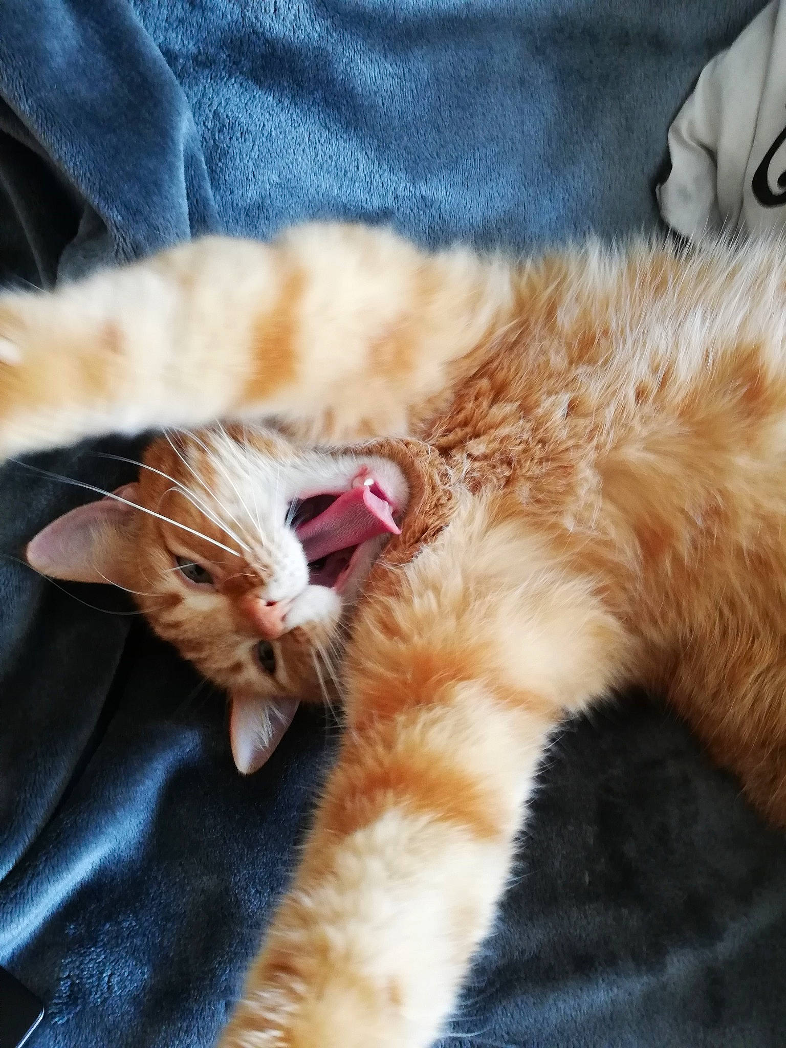 Timon a rejoint le concours — aidez-le/la à gagner de superbes lots ! asian, carnivore, cat, claw, ear, european_shorthair, facial_expression, fawn, felidae, fur, german_rex, kitten, nap, paw, small_to_medium_sized_cats, snout, tabby_cat, whiskers