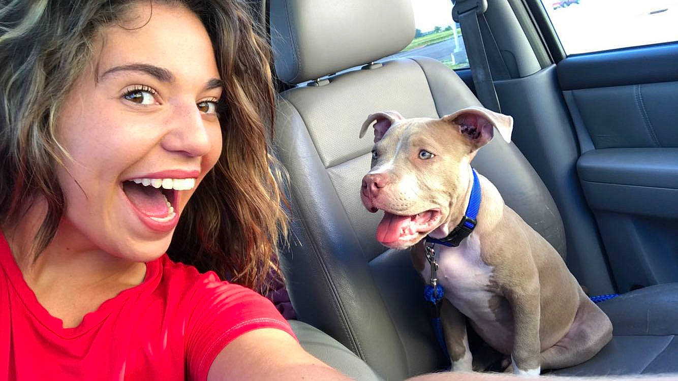 Kane joined the competition — help win amazing prizes! american_pit_bull_terrier, american_staffordshire_terrier, canidae, carnivore, dog, dog_breed, fawn, non_sporting_group, old_english_terrier, photography, pit_bull, puppy_love, selfie, smile, snout, staffordshire_bull_terrier