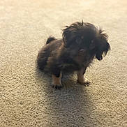 Zena joined the competition — help win amazing prizes! puppy, dog, carpet, indoor, small, fluffy, pet, animal, brown, black, cute, standing, fur, young, companion, domestic, curious, shadow, floor, home