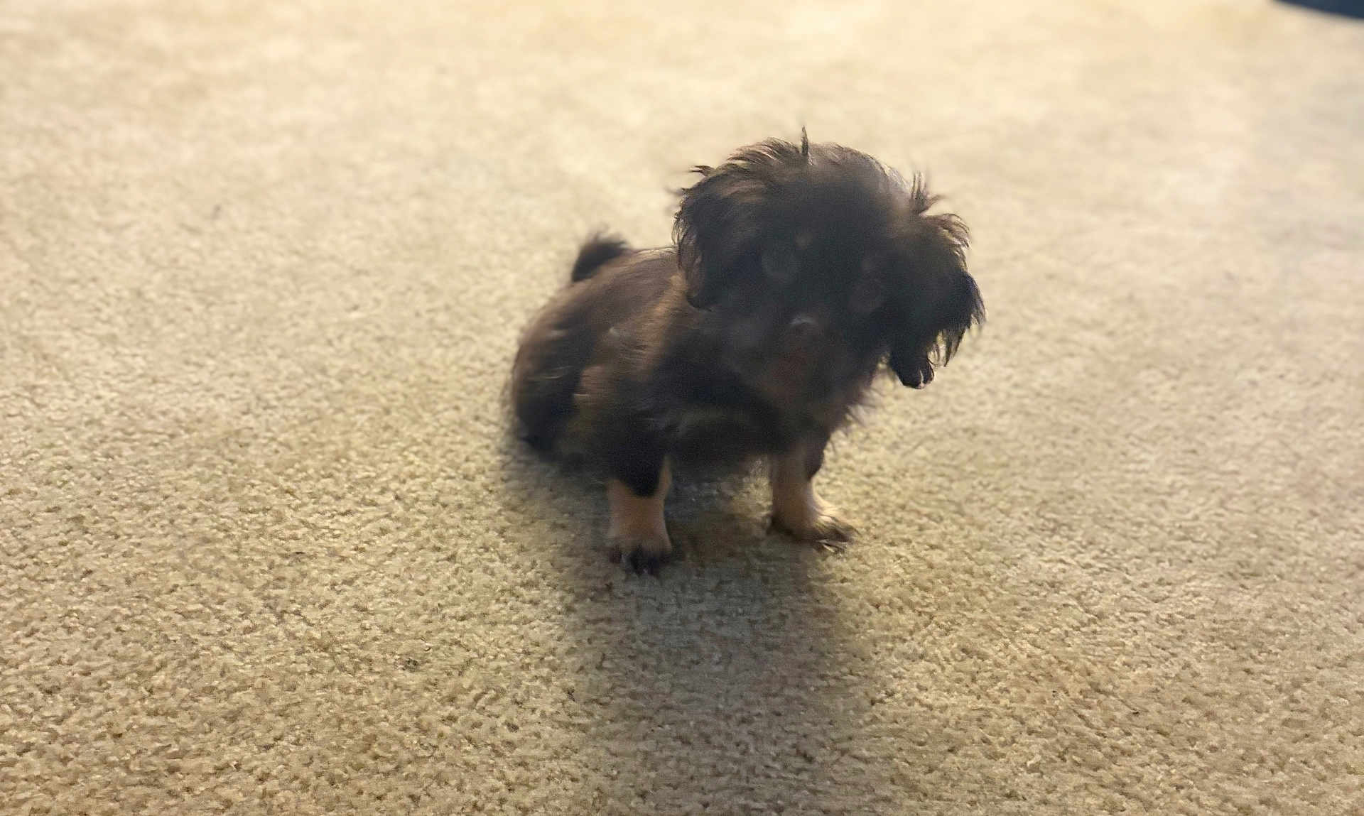 Zena