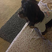 Zena joined the competition — help win amazing prizes! animal, bed, butterfly_pattern, can, carpet, cozy, cute, dog, domestic, fabric, fur, furry, indoor, looking_away, pet, resting, rug, shirt, side_view, small_dog