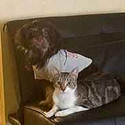 Sheba joined the competition — help win amazing prizes! dog, cat, pet, indoor, couch, leather, furniture, tabby_cat, brown_dog, shirt, animal, companion, relaxed, seated, looking_at_camera, domestic, cute, cozy, friendship, fur