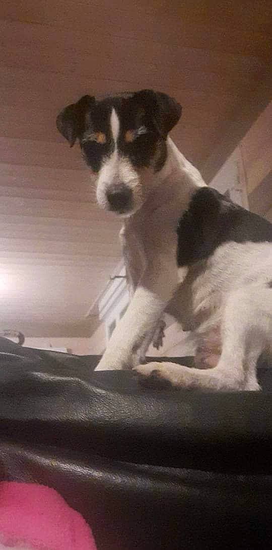 Noisette participe au concours pour gagner de l'argent avec cette photo : ancient_dog_breeds, art, carnivore, chilean_fox_terrier, comfort, companion_dog, corn_on_the_cob, dog, dog_breed, fur, linens, monochrome, monochrome_photography, small_terrier, snout, sporting_group, terrestrial_animal, terrier, toy_dog, working_animal