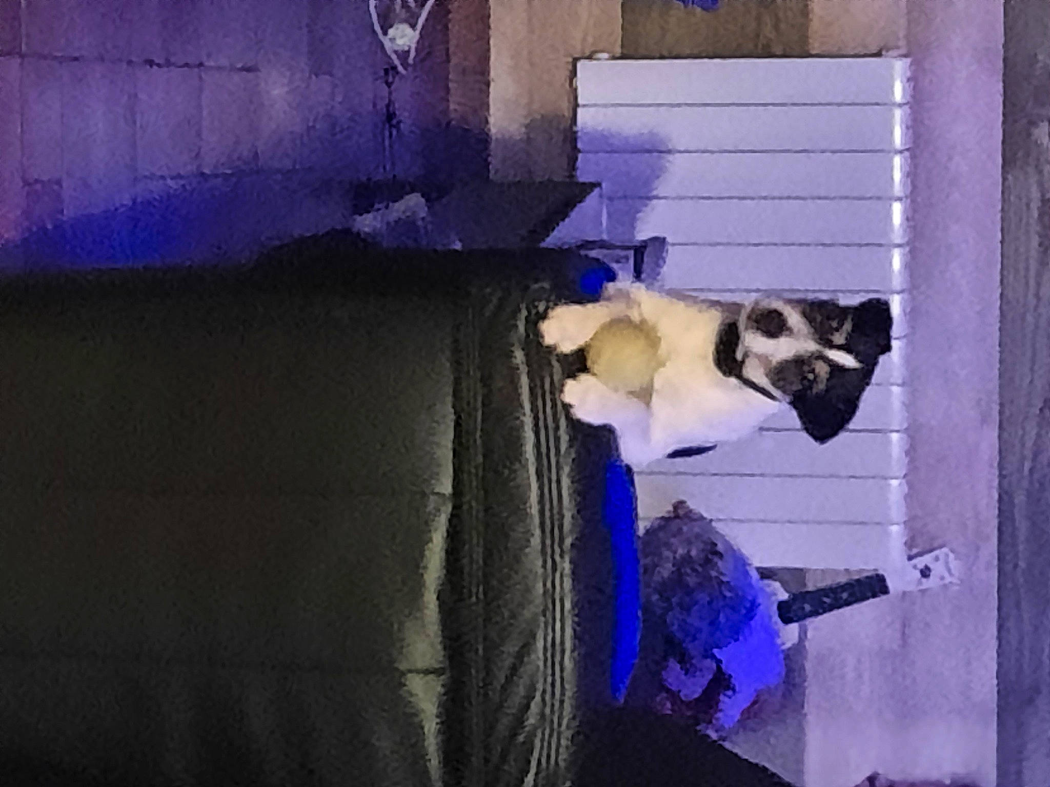 Noisette participe au concours pour gagner de l'argent avec cette photo : art, blue, building, carnivore, dog, dog_breed, door, electric_blue, felidae, fur, grey, plant, purple, shadow, sky, sporting_group, tints_and_shades, violet, window, wood