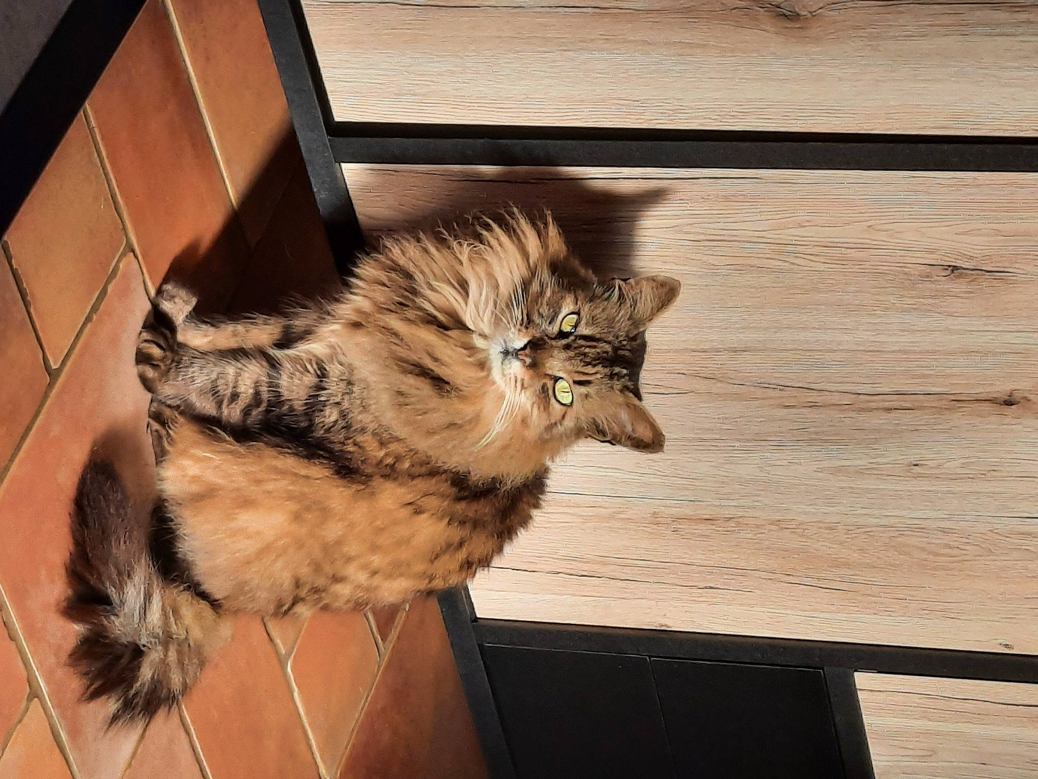 Pacha participe au concours pour gagner de l'argent avec cette photo : carnivore, cat, claw, domestic_short_haired_cat, fawn, felidae, flooring, fur, hardwood, mammal, paw, plank, plywood, small_to_medium_sized_cats, tail, terrestrial_animal, whiskers, window, wood, wood_stain