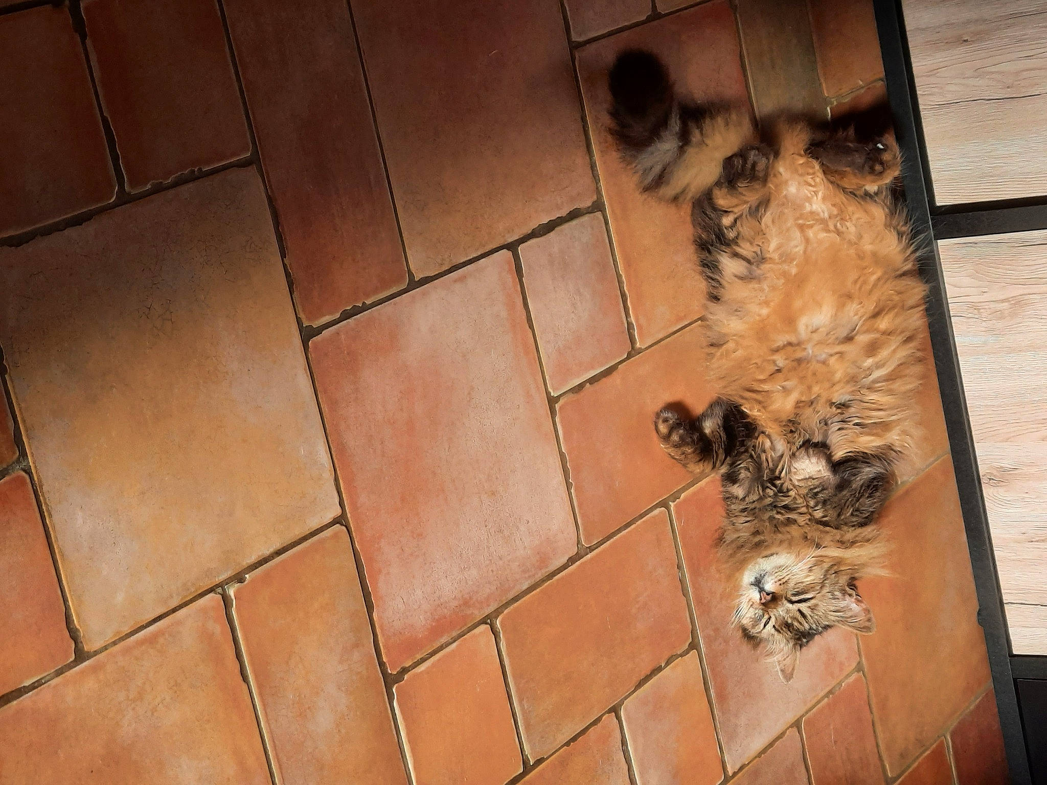 Pacha participe au concours pour gagner de l'argent avec cette photo : brick, brickwork, brown, canidae, carnivore, companion_dog, dog, dog_breed, fawn, floor, flooring, fur, hardwood, small_terrier, snout, sporting_group, terrier, tile_flooring, toy_dog, wood