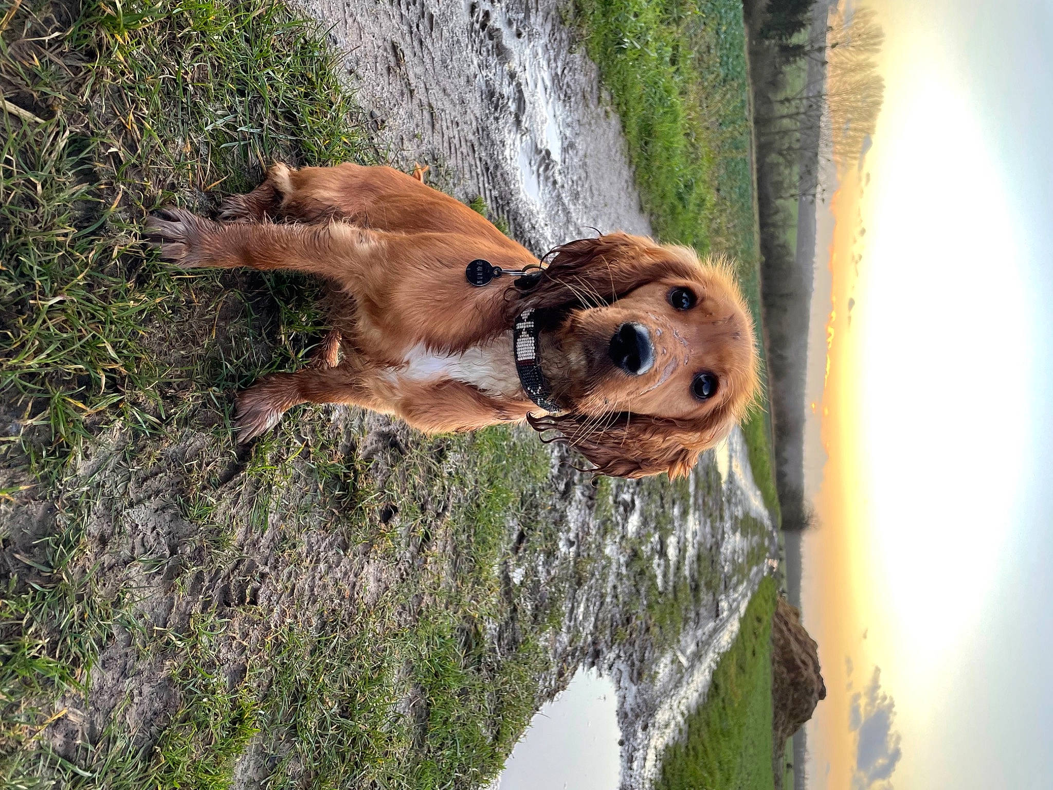 Socky participe au concours pour gagner de l'argent avec cette photo : carnivore, dog_breed, fawn, fun, fur, grass, landscape, plant, rock, sky, snout, sporting_group, tail, terrestrial_animal, tree, trunk, water, waterfall, wildlife, wood