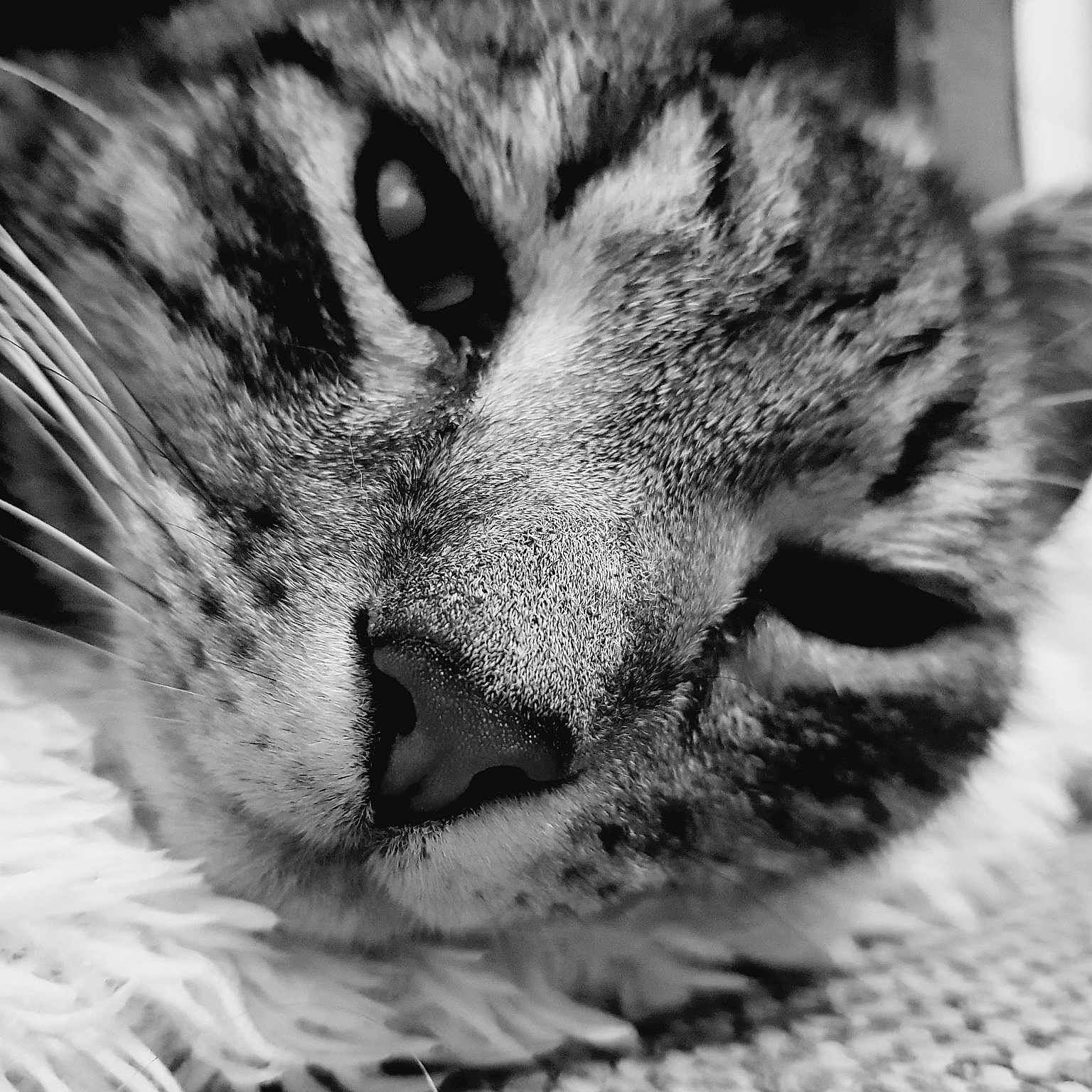 Wilf joined the competition — help win amazing prizes! american_shorthair, asian, black_and_white, carnivore, cat, close_up, domestic_short_haired_cat, dragon_li, european_shorthair, eye, felidae, fur, monochrome, monochrome_photography, nose, paw, small_to_medium_sized_cats, snout, tabby_cat, whiskers