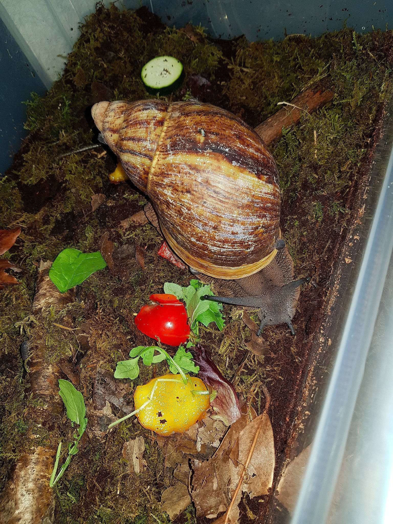 Amy joined the competition — help win amazing prizes! organism, plant, reptile, tortoise