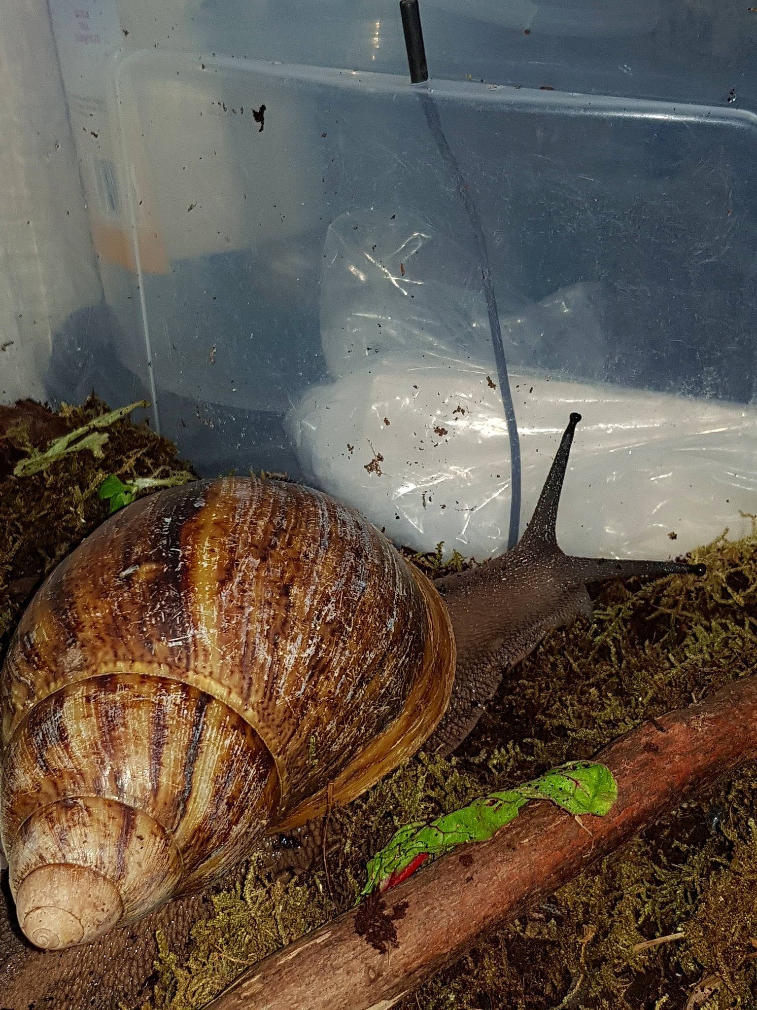 Amy is registered to the contest to win money with this photo: molluscs, snail, snails_and_slugs