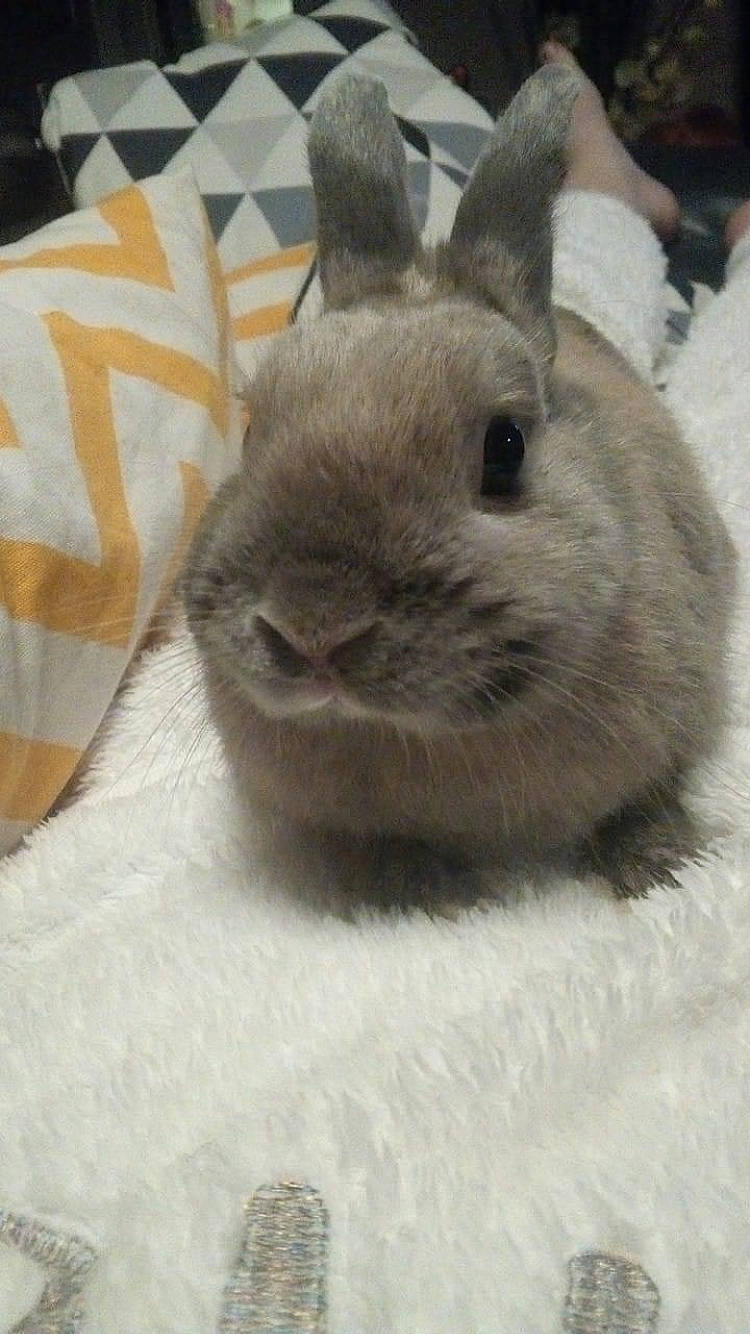 Lapinou a rejoint le concours — aidez-le/la à gagner de superbes lots ! chinchilla, degu, domestic_rabbit, ear, fawn, gerbil, hare, mammal, organism, rabbit, rabbits_and_hares, rodent, skin, snout, snowshoe_hare, vertebrate, whiskers, wood_rabbit