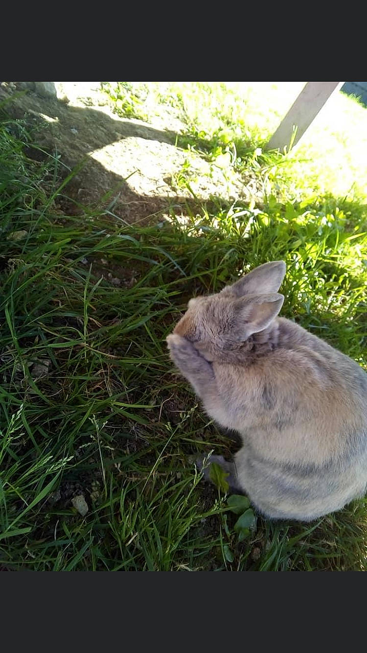 Lapinou a rejoint le concours — aidez-le/la à gagner de superbes lots ! cat, domestic_rabbit, ear, fawn, felidae, grass, hare, organism, plant, rabbit, rabbits_and_hares, small_to_medium_sized_cats, snout, whiskers, wildlife