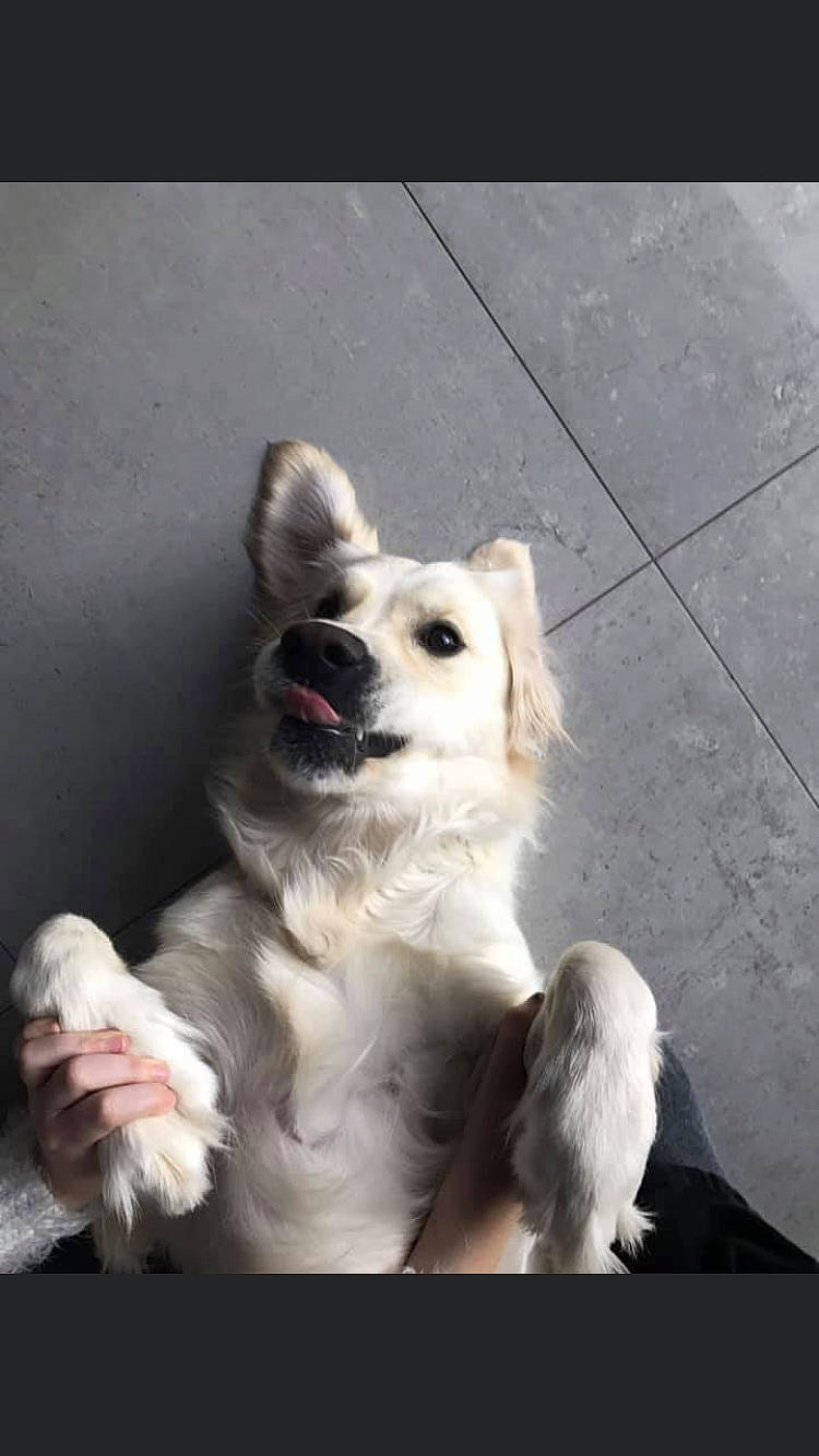 Nell participe au concours pour gagner de l'argent avec cette photo : berger_blanc_suisse, canidae, carnivore, companion_dog, dog, dog_breed, fawn, kintamani, mammal, nose, rare_breed_dog, snout, sporting_group, vertebrate