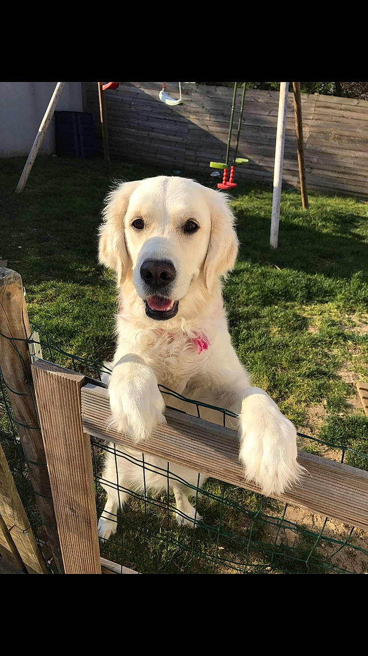 Nell participe au concours pour gagner de l'argent avec cette photo : akbash_dog, canidae, carnivore, companion_dog, dog, dog_breed, golden_retriever, great_pyrenees, kuvasz, labrador_retriever, livestock_guardian_dog, mammal, maremma_sheepdog, mucuchies, polish_tatra_sheepdog, rare_breed_dog, retriever, slovak_cuvac, sporting_group, vertebrate