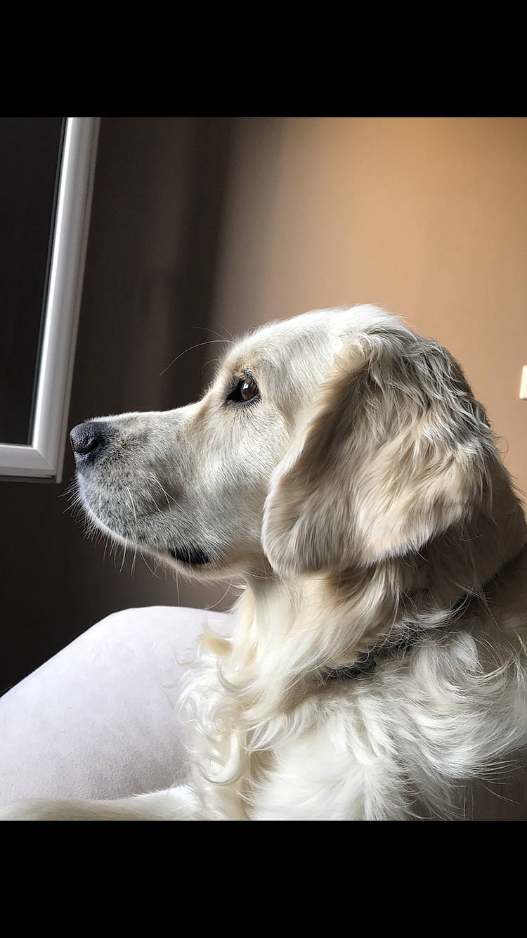 Nell a rejoint le concours — aidez-le/la à gagner de superbes lots ! black_and_white, canidae, carnivore, companion_dog, dog, dog_breed, flat_coated_retriever, fur, golden_retriever, hovawart, labrador_retriever, mammal, rare_breed_dog, retriever, setter, snout, sporting_group, vertebrate, whiskers