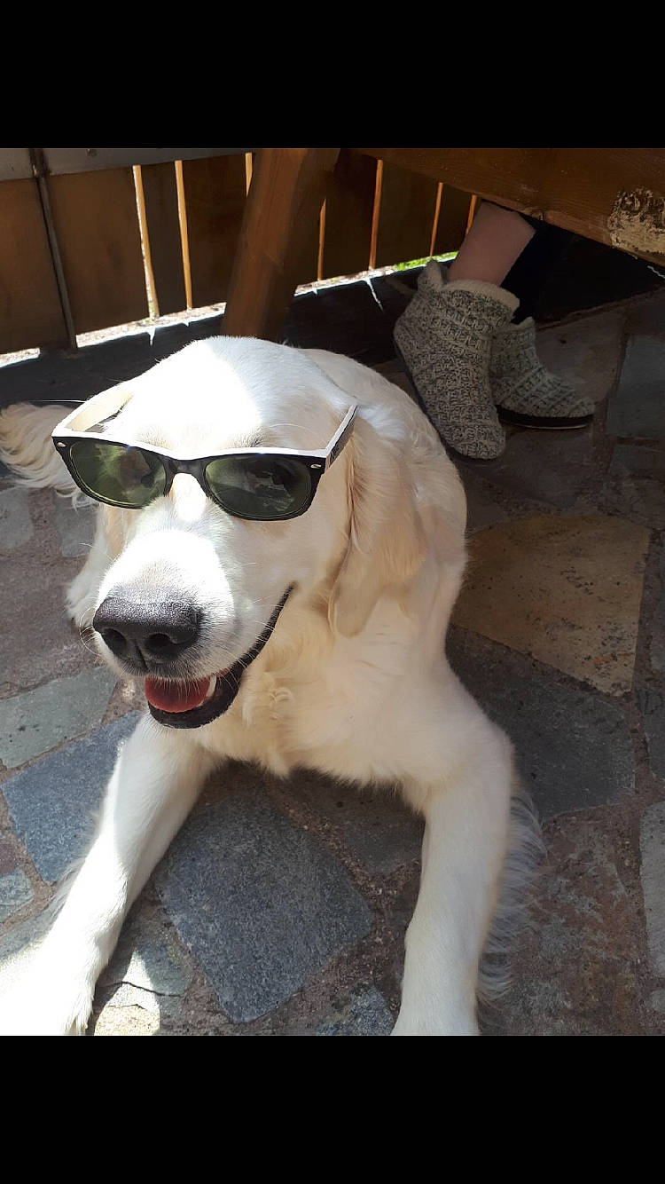 Nell participe au concours pour gagner de l'argent avec cette photo : canidae, carnivore, companion_dog, dog, dog_breed, fawn, mammal, mucuchies, nose, rare_breed_dog, snout, sporting_group, street_dog, vertebrate