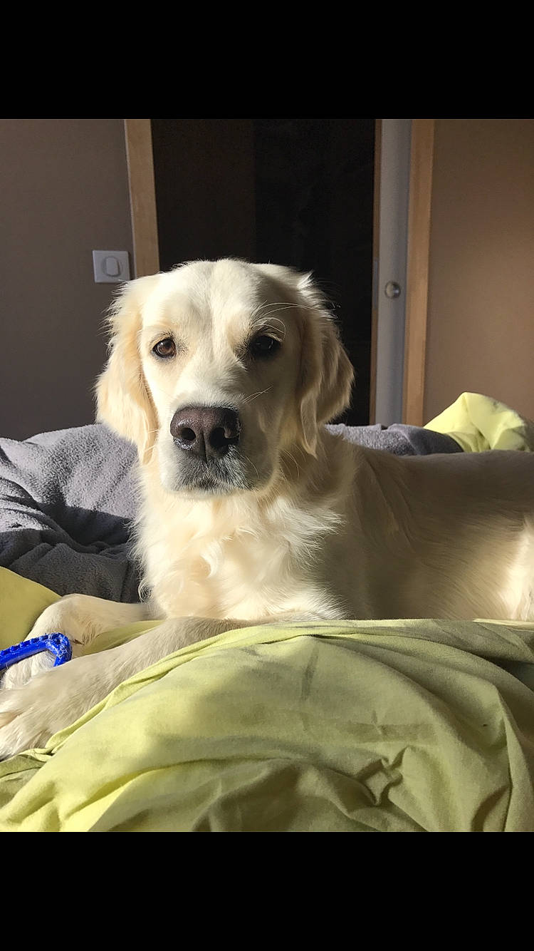 Nell a rejoint le concours — aidez-le/la à gagner de superbes lots ! canidae, carnivore, companion_dog, dog, dog_breed, fawn, fur, golden_retriever, labrador_retriever, mammal, nose, puppy, puppy_love, retriever, small_greek_domestic_dog, snout, sporting_group, whiskers