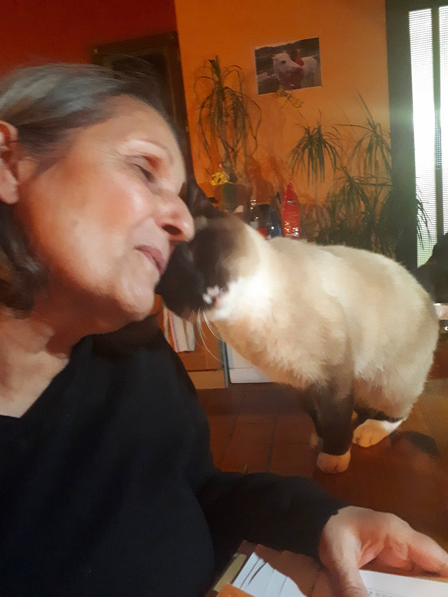 Simba a rejoint le concours — aidez-le/la à gagner de superbes lots ! carnivoran, cat, cat_like_mammal, ear, kitten, mammal, nose, person, small_to_medium_sized_cats, snout, whiskers