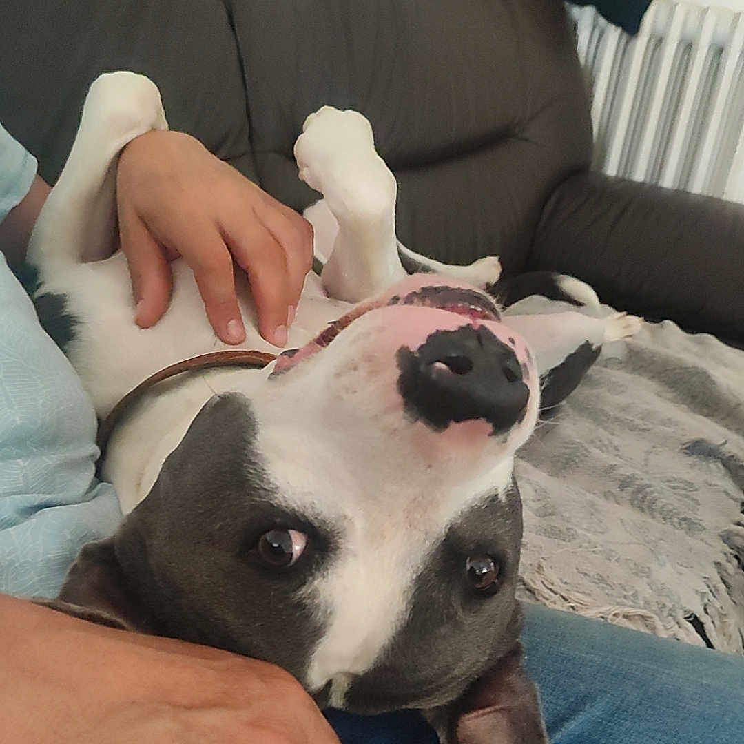 Nayron participe au concours pour gagner de l'argent avec cette photo : animal, baby, bodypart, bulldog, canine, clothing, couch, cushion, dog, finger, furniture, hand, homedecor, hound, indoors, jeans, pants, person, pet, puppy