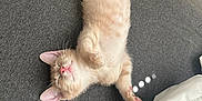 August joined the competition — help win amazing prizes! adorable, animal, cat, cozy, cute, feline, fur, gray_background, indoor, kitten, paws, pet, pink_nose, relaxed, resting, sleeping, soft_light, whiskers, white_blanket, young_cat