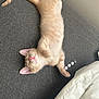 August joined the competition — help win amazing prizes! kitten, cat, sleeping, fur, whiskers, pink_nose, paws, gray_background, white_blanket, indoor, cute, pet, animal, resting, feline, young_cat, cozy, soft_light, relaxed, adorable