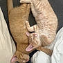August is registered to the contest to win money with this photo: animal, blanket, cat, companion, cozy, cuddle, cute, cute_animals, feline, fur, ginger, indoors, kitten, nap, pet, relaxing, resting, sleeping, soft, whiskers