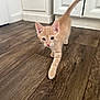 August joined the competition — help win amazing prizes! kitten, cat, orange_cat, indoor, flooring, wood_floor, walking, pet, young_cat, curious, tail_up, feline, home, cabinet, door, whiskers, ears, cute, animal, domestic