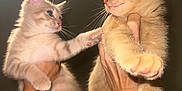 August joined the competition — help win amazing prizes! kitten, cat, animal, pet, feline, cute, playful, tattoo, hand, bracelet, fur, whiskers, indoor, light, portrait, interaction, closeup, young, curious, holding