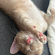 August joined the competition — help win amazing prizes! cat, kitten, sleeping, paw_pads, pink_nose, whiskers, fur, ears, closed_eyes, cute, cozy, indoor, resting, pet, animal, mammal, relaxed, soft, blanket, gray_surface