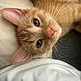 Matilda joined the competition — help win amazing prizes! cat, ginger_cat, close_up, pet, animal, feline, whiskers, nose, ear, eye, fur, lying_down, indoor, cozy, pillow, resting, cute, curious, soft, domestic