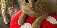 Matilda joined the competition — help win amazing prizes! cat, kitten, orange_cat, indoor, cat_perch, red, mushroom, toy, animal, pet, whiskers, feline, curious, face, paws, floor, furniture, background, blurred, domestic_cat