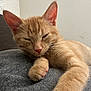 Matilda is registered to the contest to win money with this photo: cat, orange_tabby, sleeping, paw, feline, pet, indoor, blanket, resting, cozy, fur, whiskers, cute, relaxed, animal, mammal, closeup, soft, nap, domestic_cat