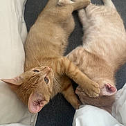 Matilda joined the competition — help win amazing prizes! kitten, cat, sleeping, playful, cute, fur, whiskers, ears, paw, bed, blanket, cozy, indoor, pets, animal, resting, two_animals, closeup, adorable, domestic_cat