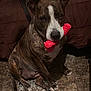 Mamaz Marie Ruiz is registered to the contest to win money with this photo: dog, brindle, pet, indoor, toy, red_toy, floor, quilted_blanket, brown, white_markings, canine, looking_up, sitting, animal, companion, paw, ears, snout, chew_toy, household