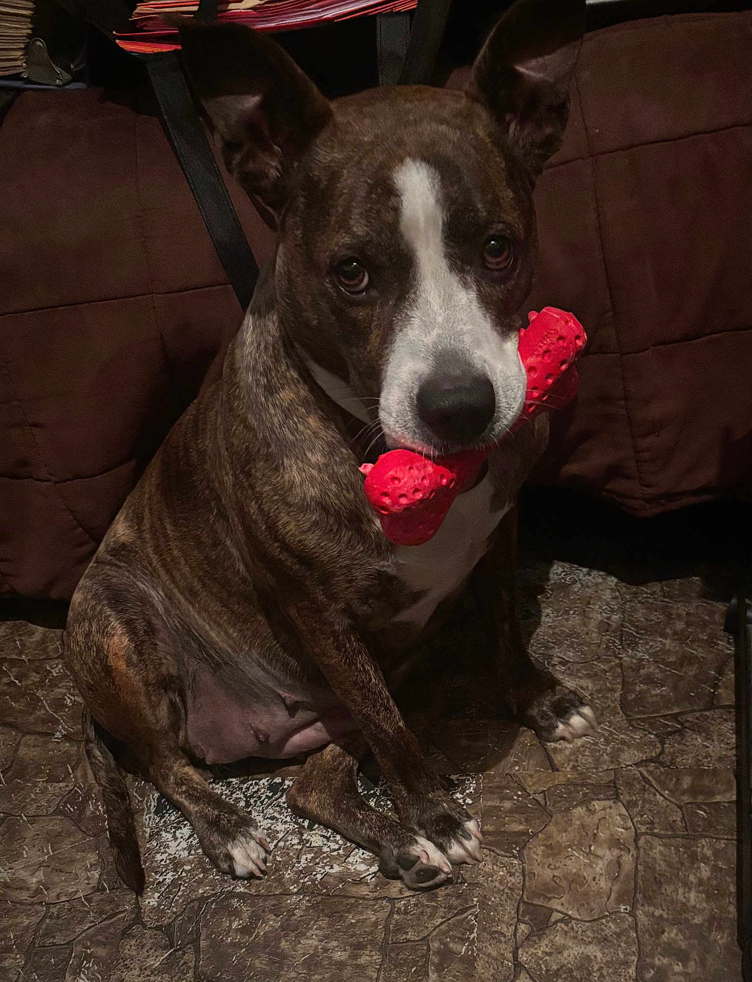 Mamaz Marie Ruiz is registered to the contest to win money with this photo: dog, brindle, pet, indoor, toy, red_toy, floor, quilted_blanket, brown, white_markings, canine, looking_up, sitting, animal, companion, paw, ears, snout, chew_toy, household